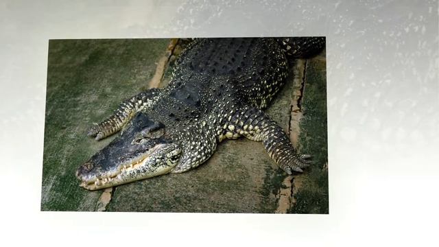 Удивительные крокодилы