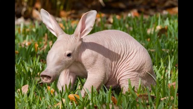 Мир животных