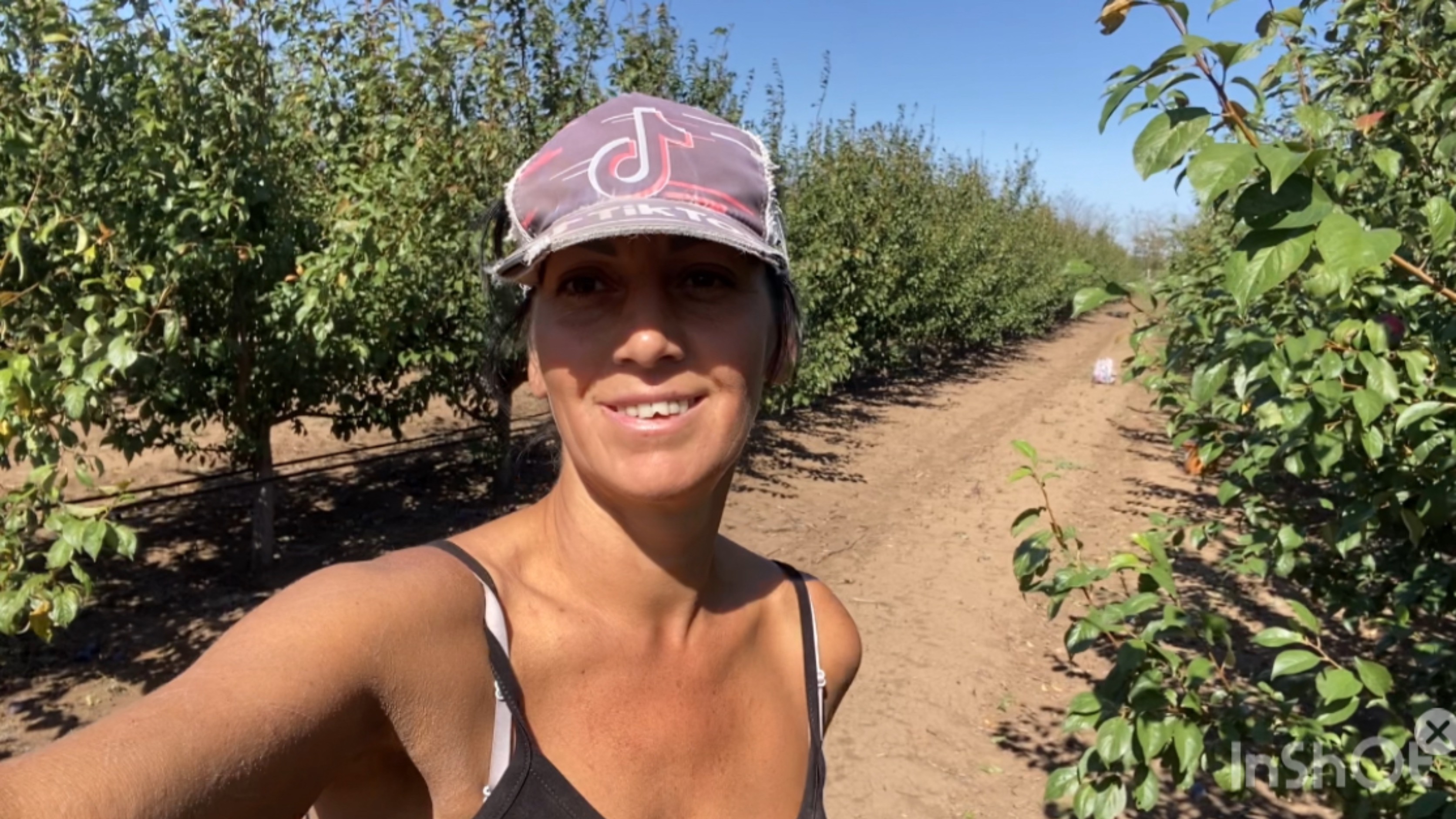 Сбор сливы #работавкрыму