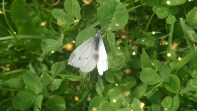 С любовью к бабочкам! Время одуванчиков! ❤️☀️