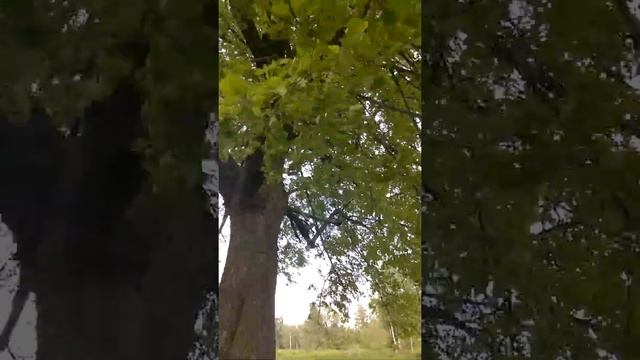 История одного ветра! ☀ #ветер#vídeo