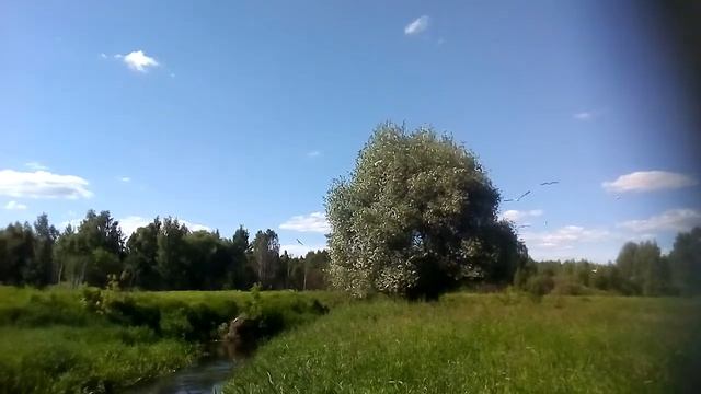 Мое увлечение чайками, которые увлеченно ловят рыбку в реке.