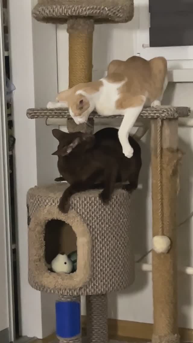 Вечерние развлечения. Миша и Гриша #cat #funny #oriental #кот #ориентал #ориенталы