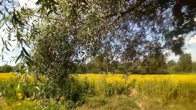 Словно волны моря, только ветви деревьев в прикосновении ветра. Красота природы. ☁️