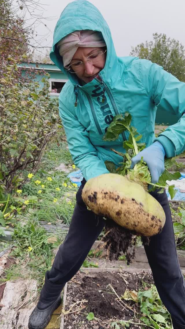 Выросла Репка большая пребольшая #надаче