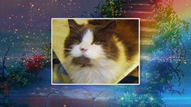 Томми. Беги, лети на Радугу Томми...