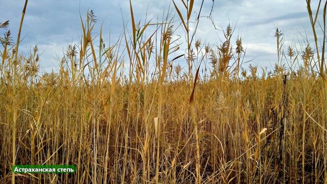 2 Бабье лето.Звуки природы.Флейта.Астраханская степь