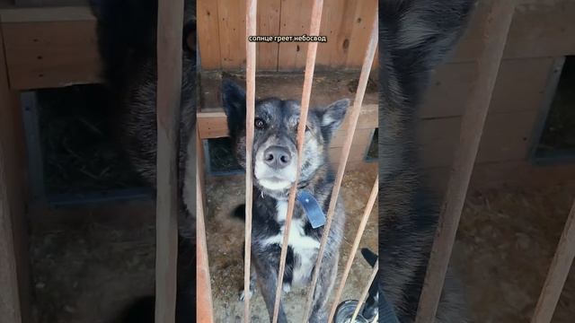 Мы дарим животным чувство безопасности, но как же много они дарят нам взамен