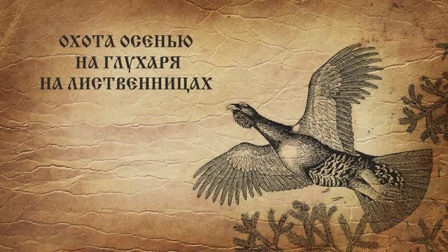 Охота осенью на глухаря на лиственницах