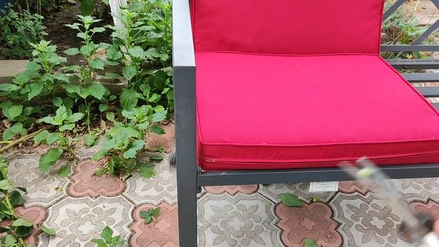 Черенкую розы редким, но результативным способом!