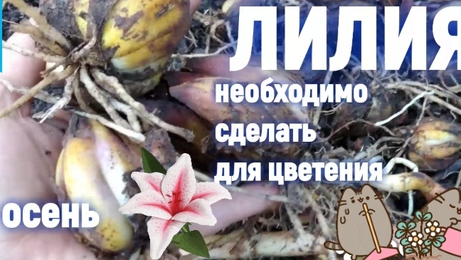 Лилия. Осенняя пересадка.