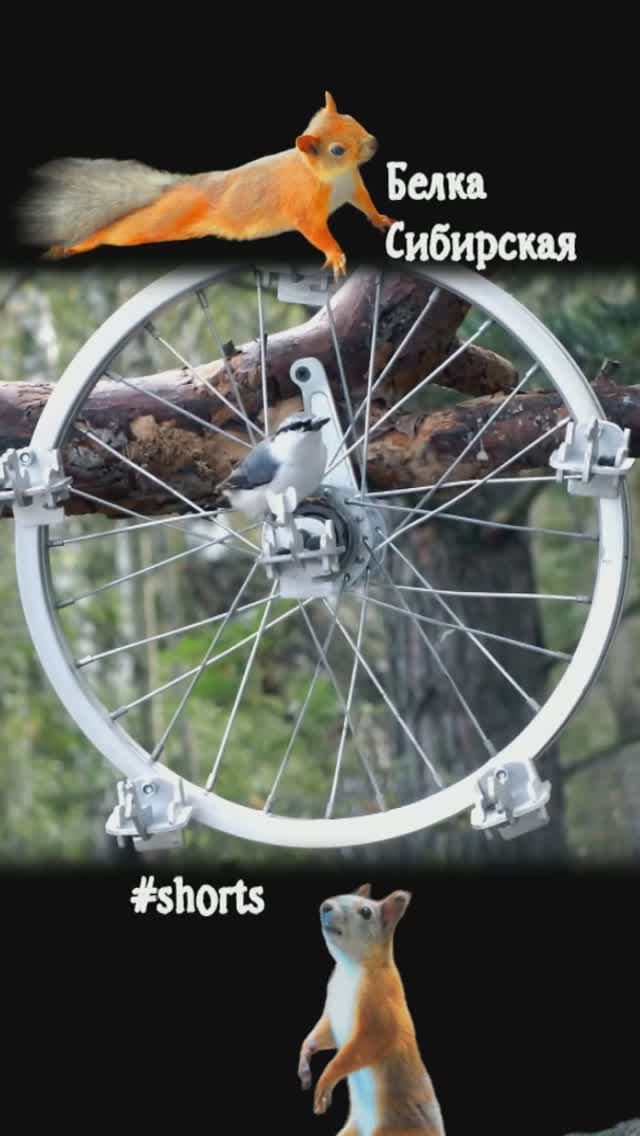 Кормушка колесо