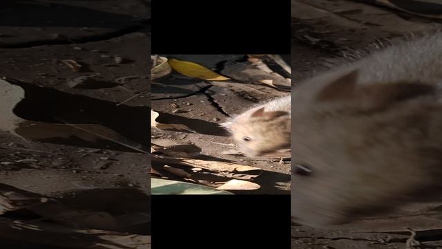 Котик 🐱ловит мышку 🐭.