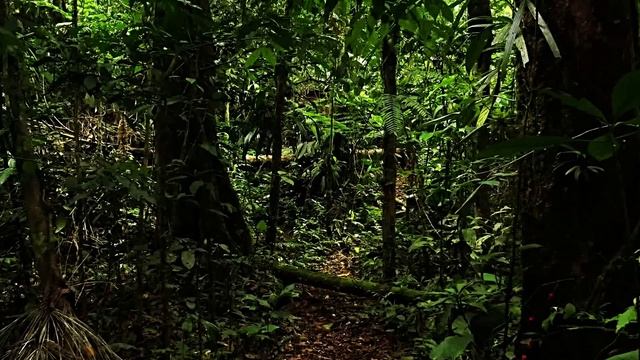 Шум Воды. Звук Водопада, Успокаивающие Звуки Природы Джунглей, Пение Птиц, Релакс, Медитация