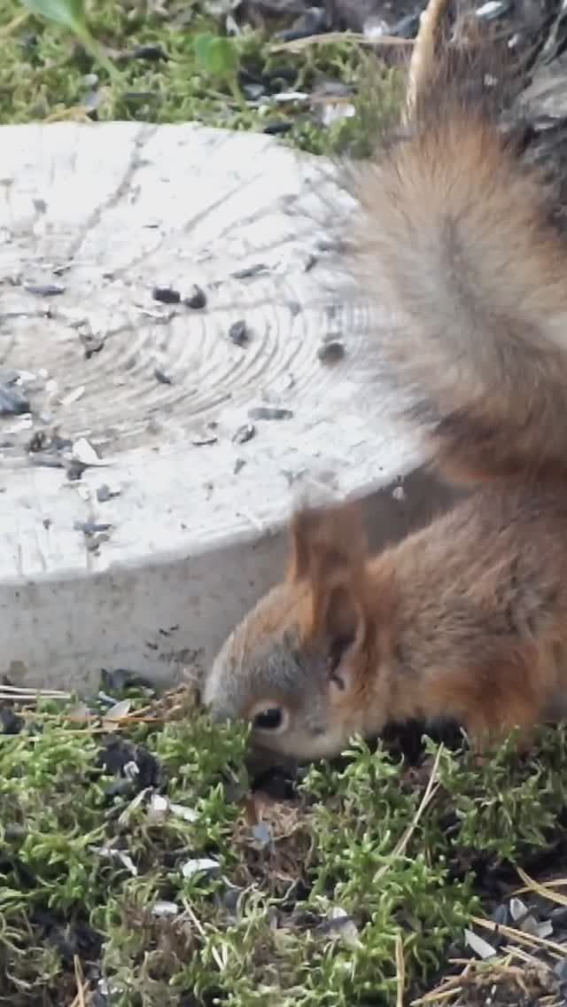 Бельчонок у мха