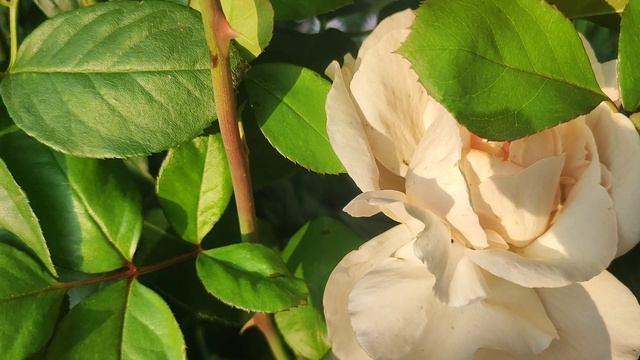 Розы готовлю к зиме!