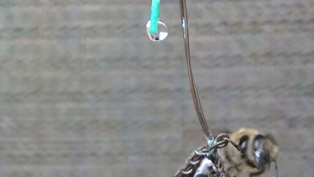 #Забавные пчелы -редкие кадры