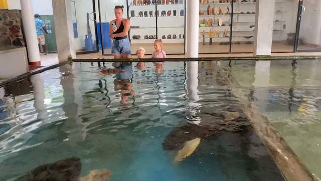 Смортрим Черепашья ферма рядом с Унаватуной | Шри-Ланка #11