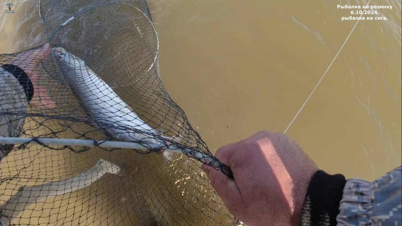 Рыбалка на резинку 6.10.2024.     рыбалка на сига.