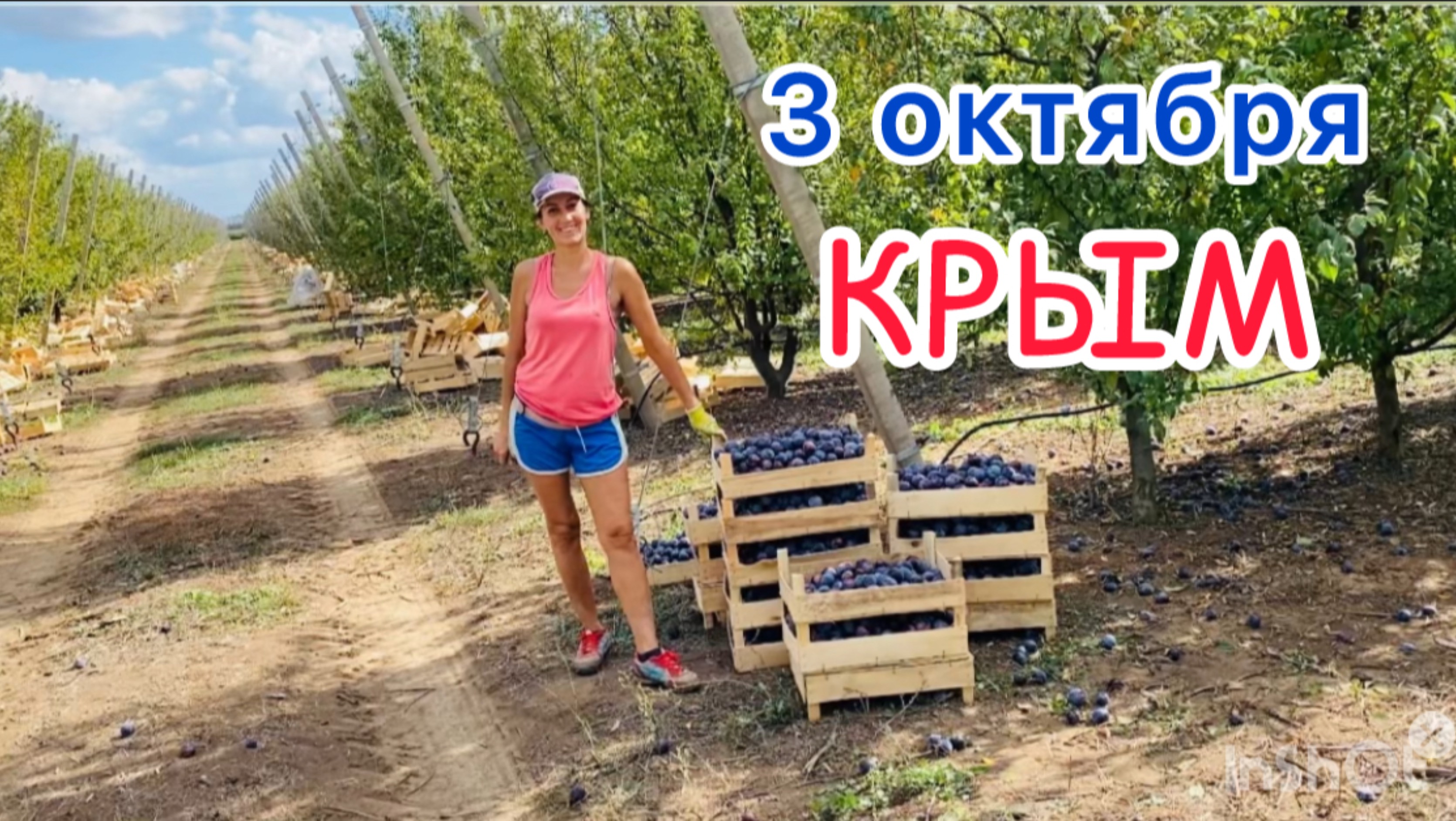 Сбор сливы / Работа в Крыму