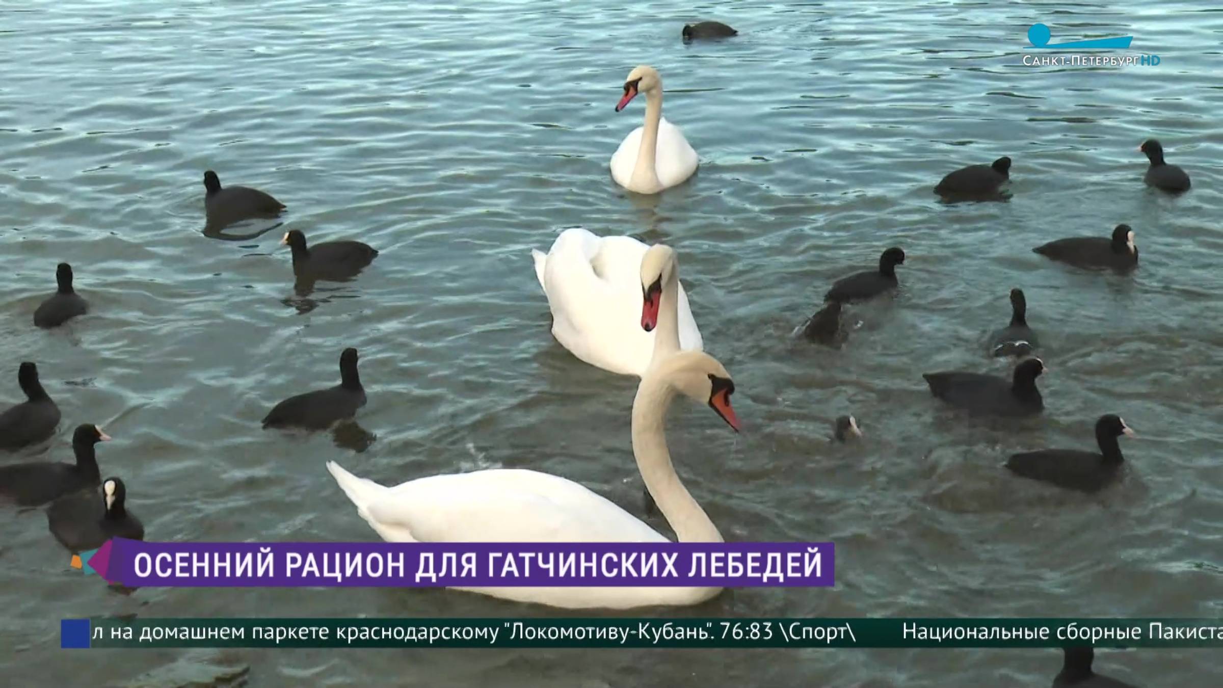 Осенний рацион для гатчинских лебедей