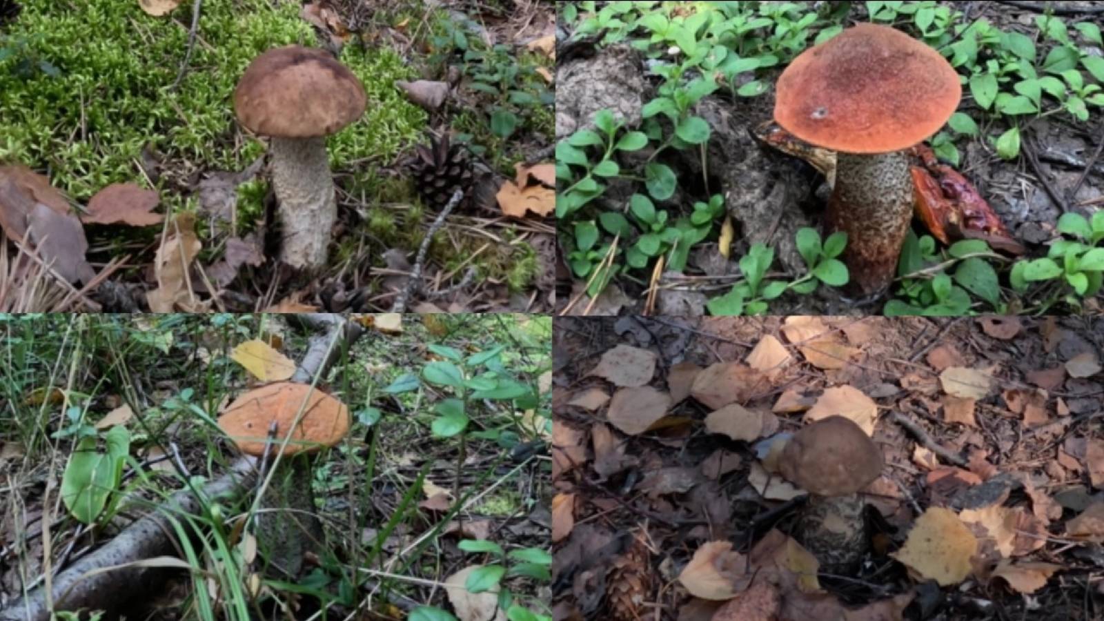 Обыкновенные подберезовики и подосиновики с красноголовиками.  Лесные дары грибного сезона 2024