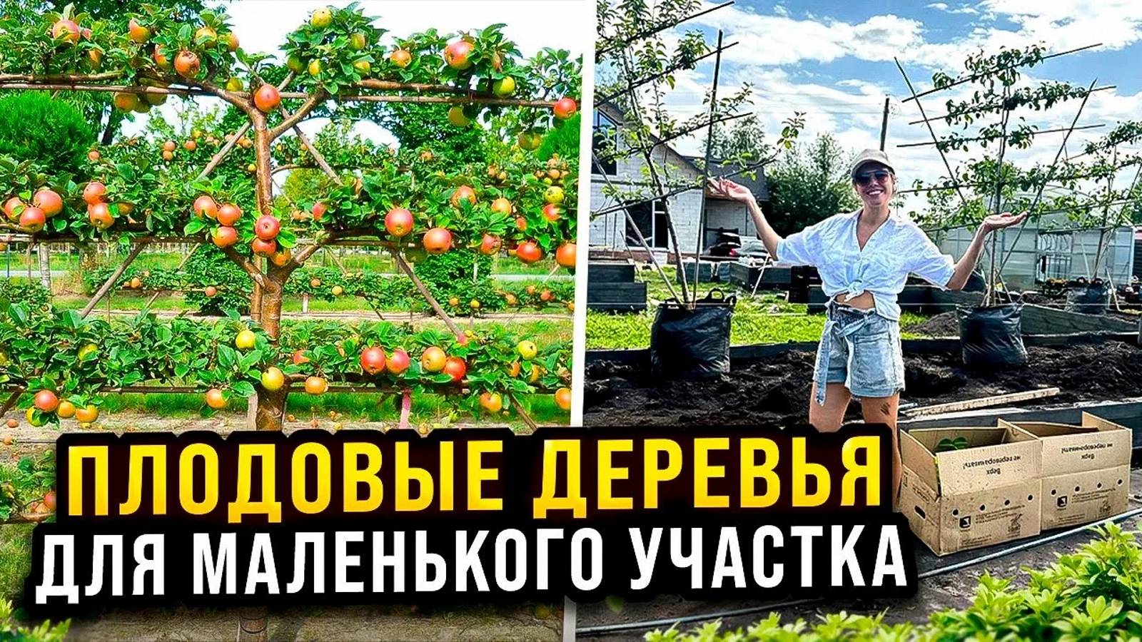 ЖИВАЯ ИЗГОРОДЬ НА УЧАСТКЕ ИЗ ПЛОДОВЫХ ДЕРЕВЬЕВ НА ШПАЛЕРЕ