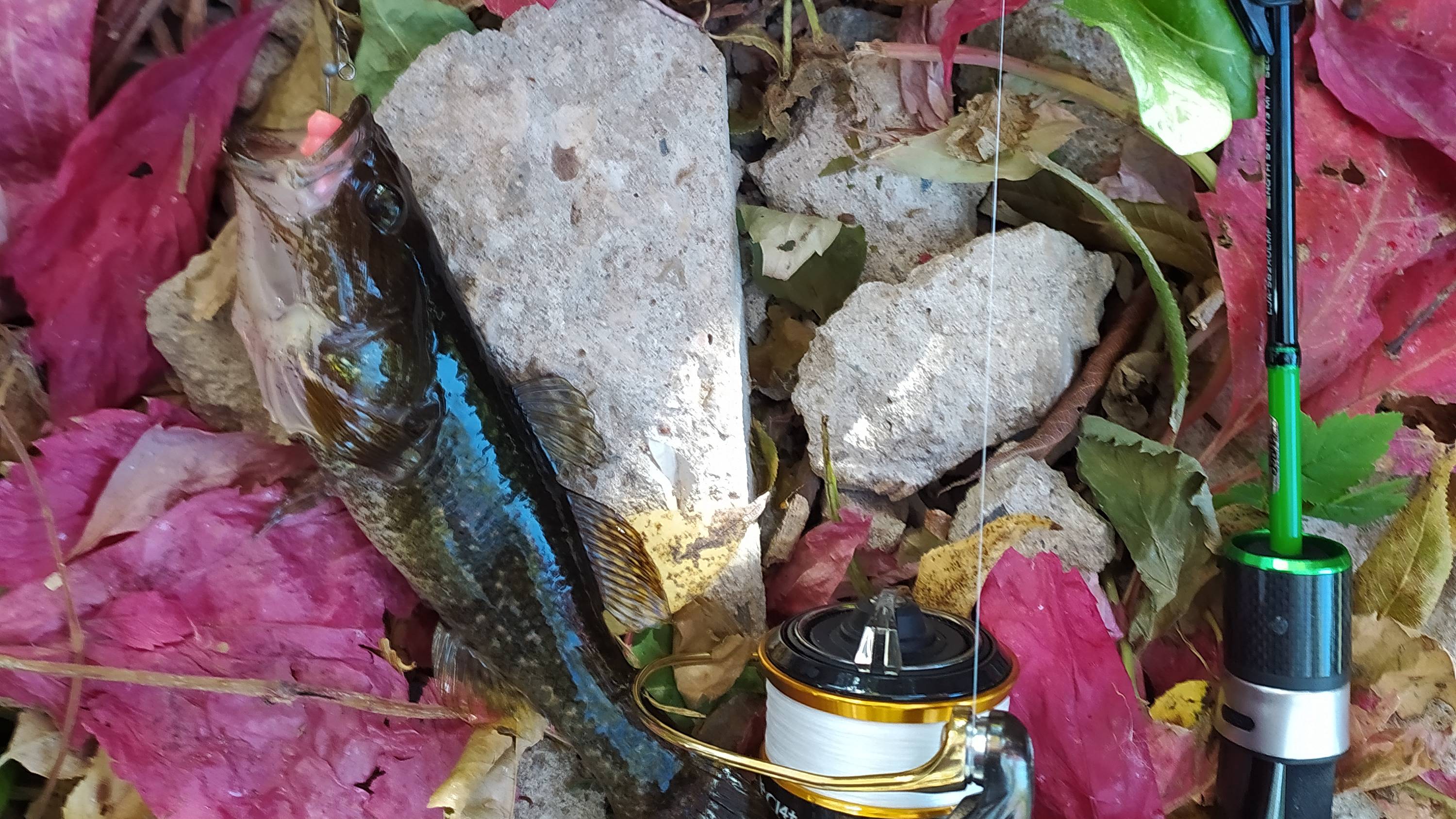 Ротан на прудиках домашних. Утром 22 сентября 2024 года