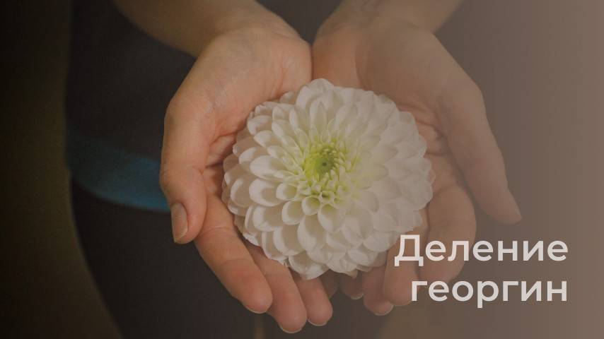 Как правильно делить георгины