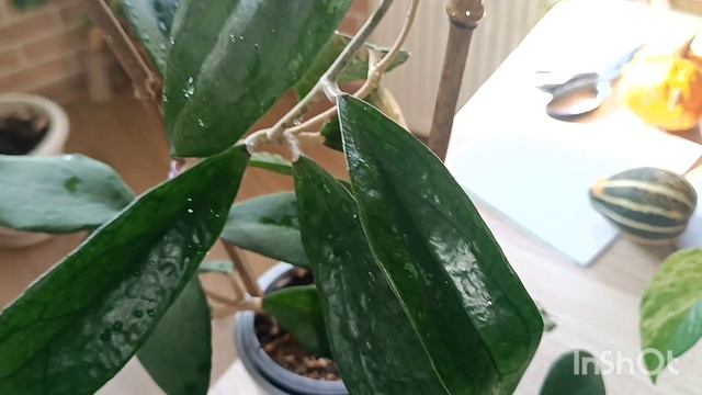 растения на окнах🏠