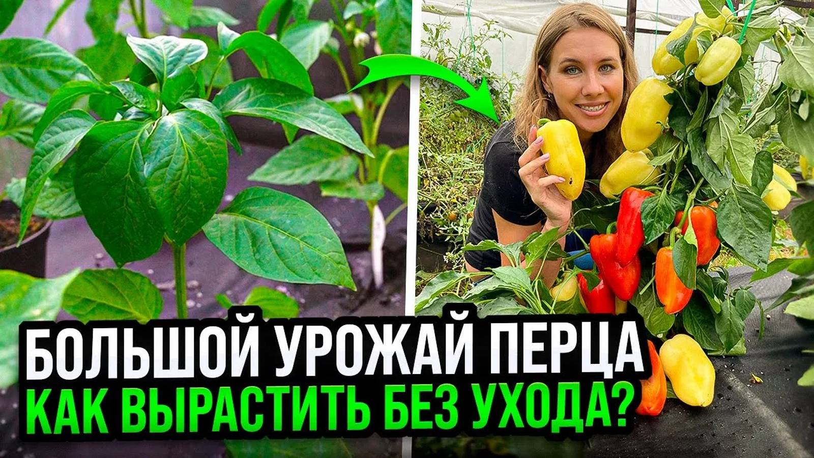 КАК НЕ ПОДХОДИТЬ К ПЕРЦУ ВЕСЬ СЕЗОН ДО СБОРА УРОЖАЯ? Пересадка рассады перца