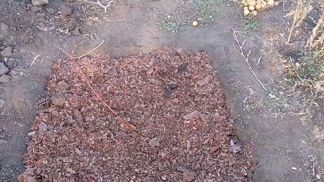 ПРАВИЛЬНАЯ ☝️посадка 🫐 ГОЛУБИКИ . Покрытие 💞 КАМЕРУНСКИХ 🐐 КОЗ продолжается