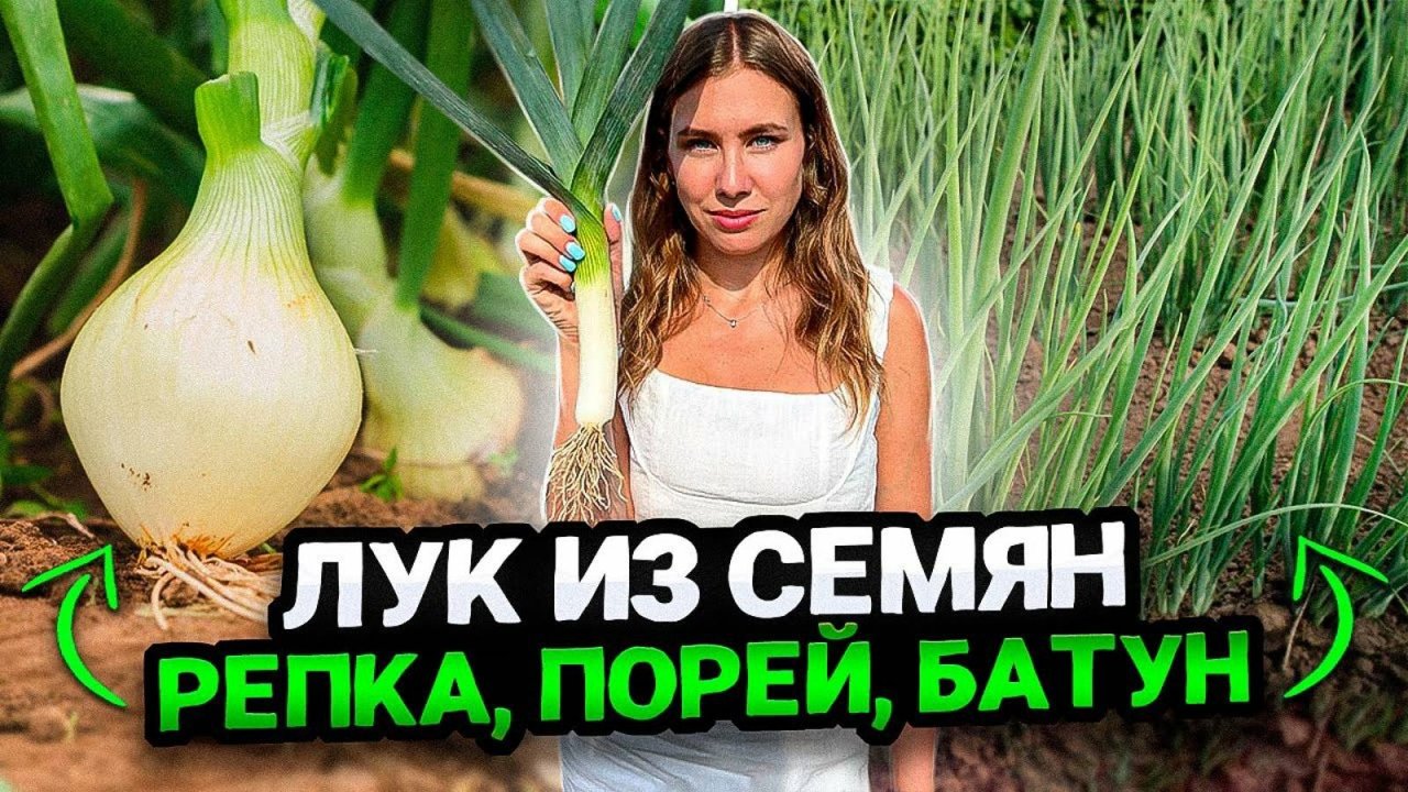 ВЫРАЩИВАНИЕ ЛУКА РЕПЧАТОГО, ПОРЕЯ, БАТУНА ИЗ СЕМЯН ЧЕРЕЗ РАССАДУ