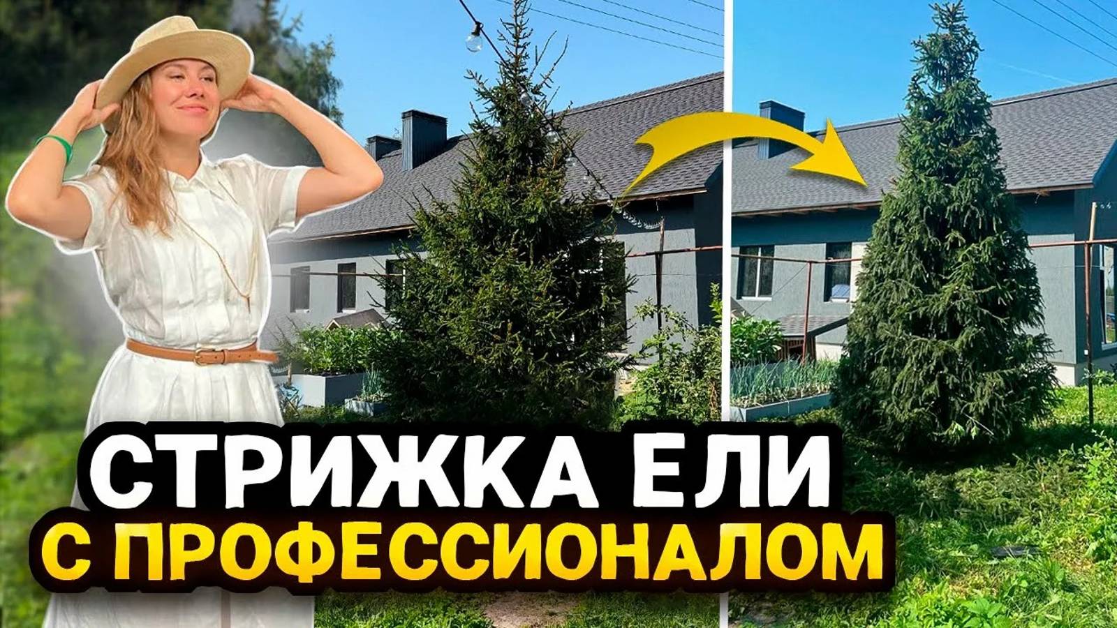 ФОРМИРУЮЩАЯ СТРИЖКА ЕЛИ ОБЫКНОВЕННОЙ ПО ФОРМЕ КОНУСА | Секреты профессионала