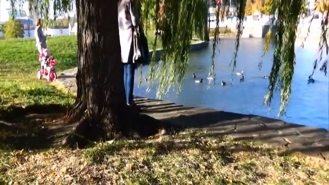 Утиный #пруд.Ducks are in a reservoir