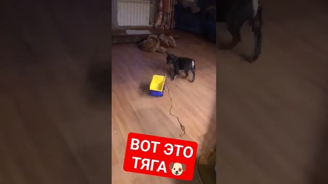 ВОТ ЭТО ТЯГА #funny #dog #funnyvideo #fun