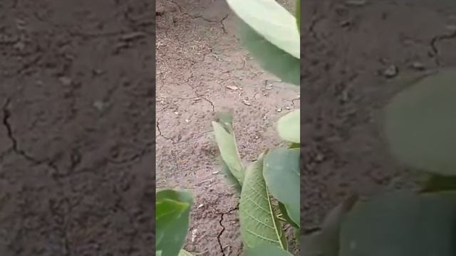 Грецкий орех Идеал. Саженцы с нашего питомника Small Gardens