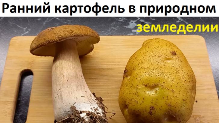 Ранний картофель в природном земледелии.