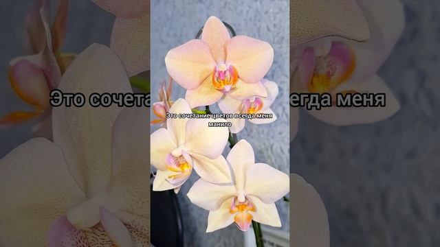 Ароматит сегодня как никогда🥰 #фаленопсис #легато 🍀 #цветы #растения #цветениеорхидей #орхидеи