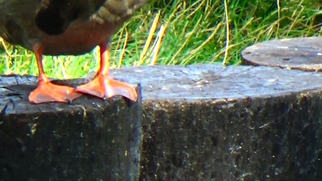 ✅#Озеро#птицы#парк Горького.Харьков.Lago cisnes, patos