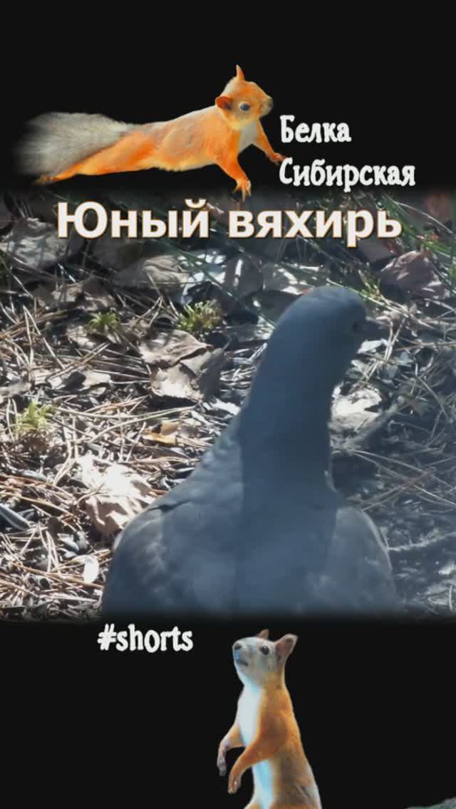 Юный вяхирь улетел