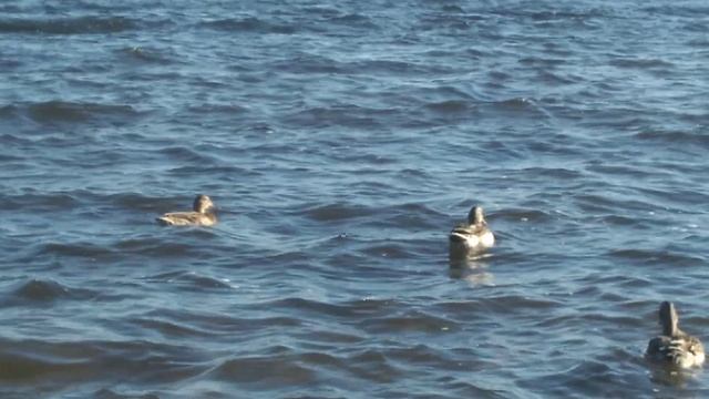 Осень🍂. Пляж🏖️. Волга⛵. Утьки🦆. 2024 год, 30 сентября📆