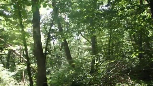 Горные леса Кавказа