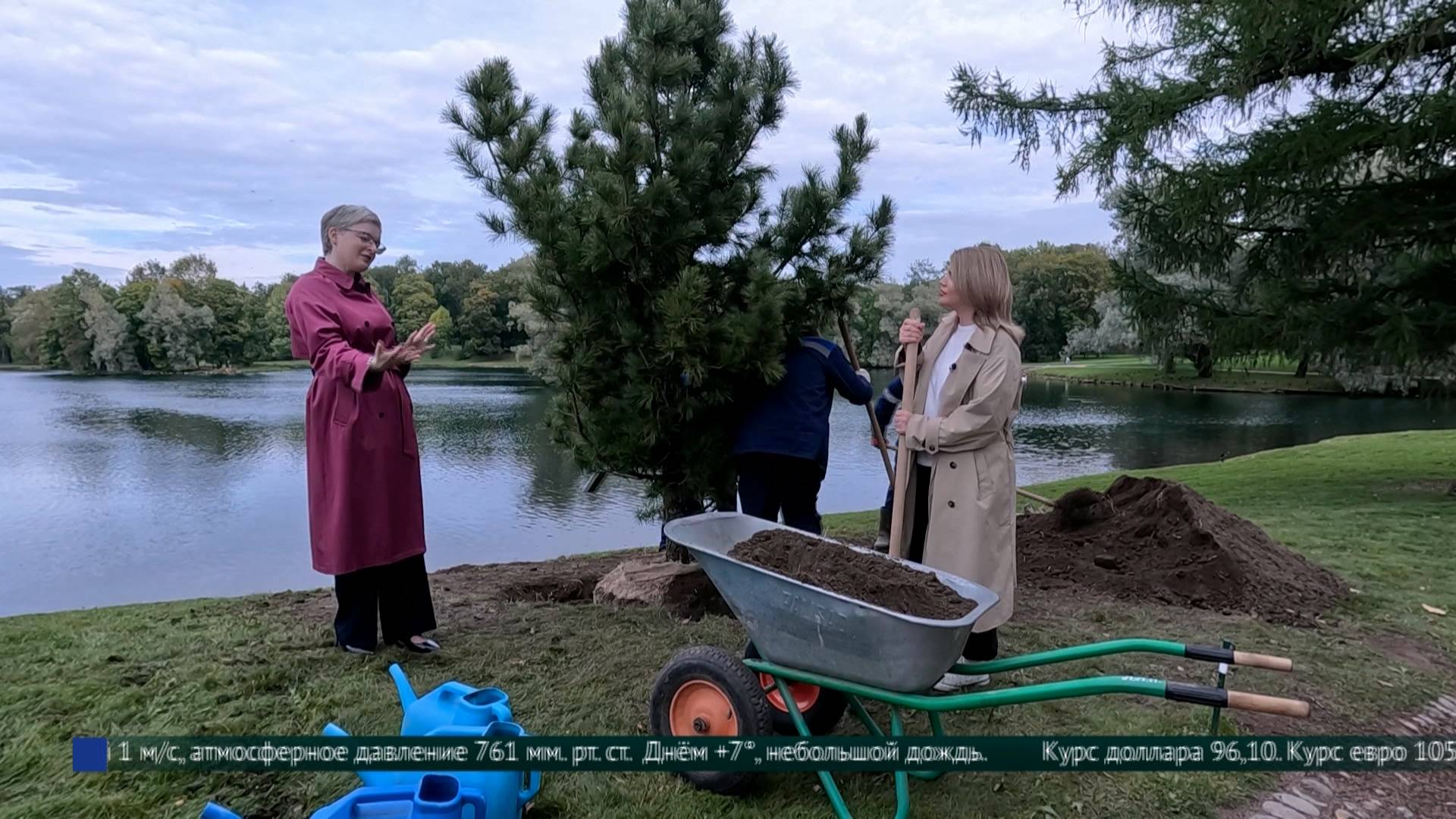 В Дворцовом парке Гатчины высадили черешчатые дубы и кедровые сосны