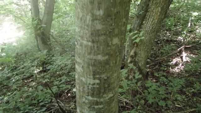 Кавказские леса, ориентирование по природным признакам