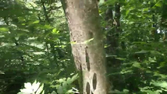 Кавказский лес, зарисовка