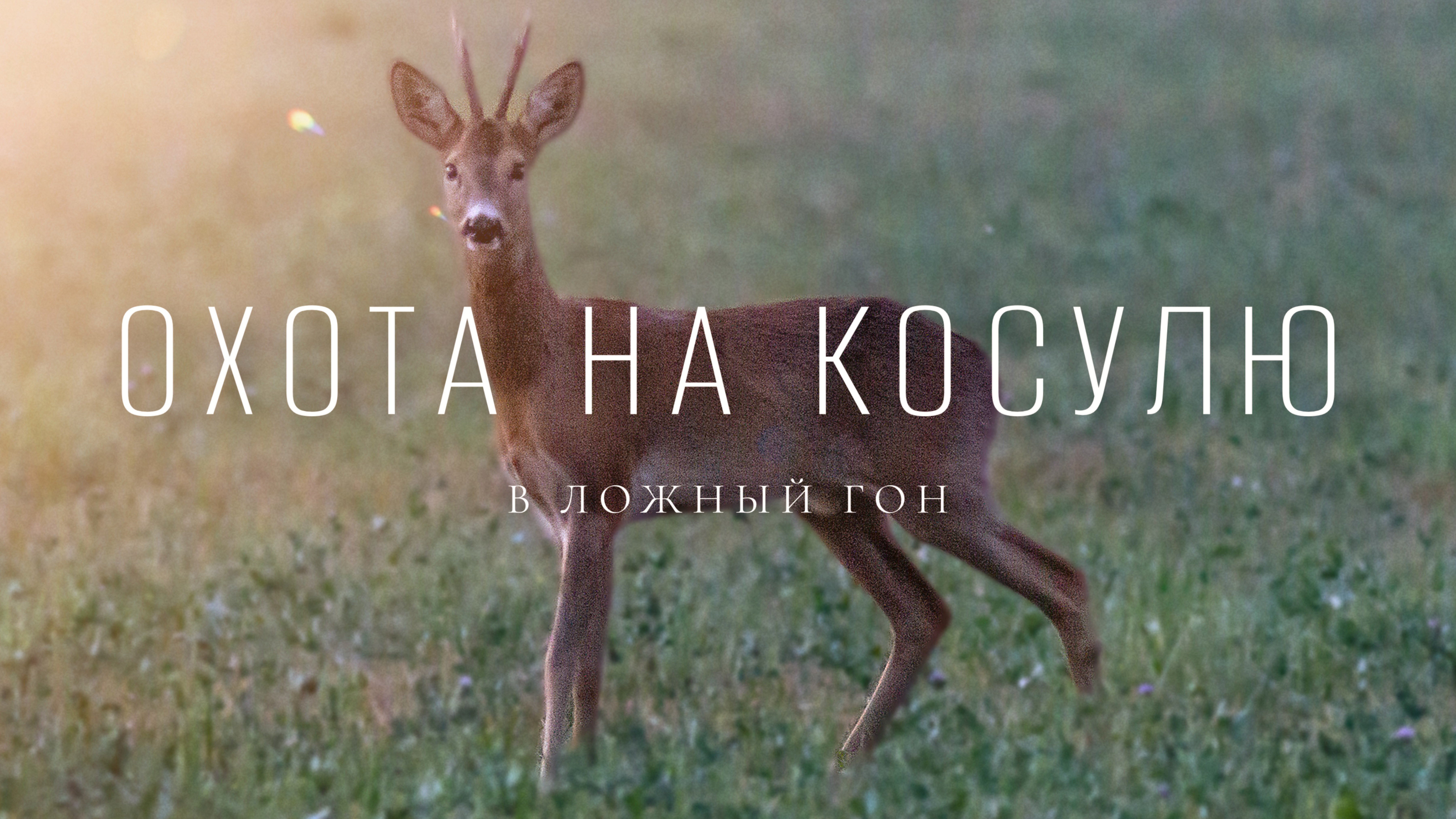 ОХОТА НА САМЦА КОСУЛИ В ЛОЖНЫЙ ГОН / ТАМБОВСКАЯ ОБЛАСТЬ ОХОТБАЗА ТАЛИСМАН / ПРИЦЕЛ MEWLITE 4-24x56