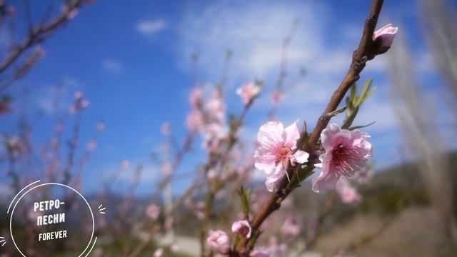 Как жизнь без весны (Песня о любви) Из фильма Гардемарины вперед Вадим Ибрянов