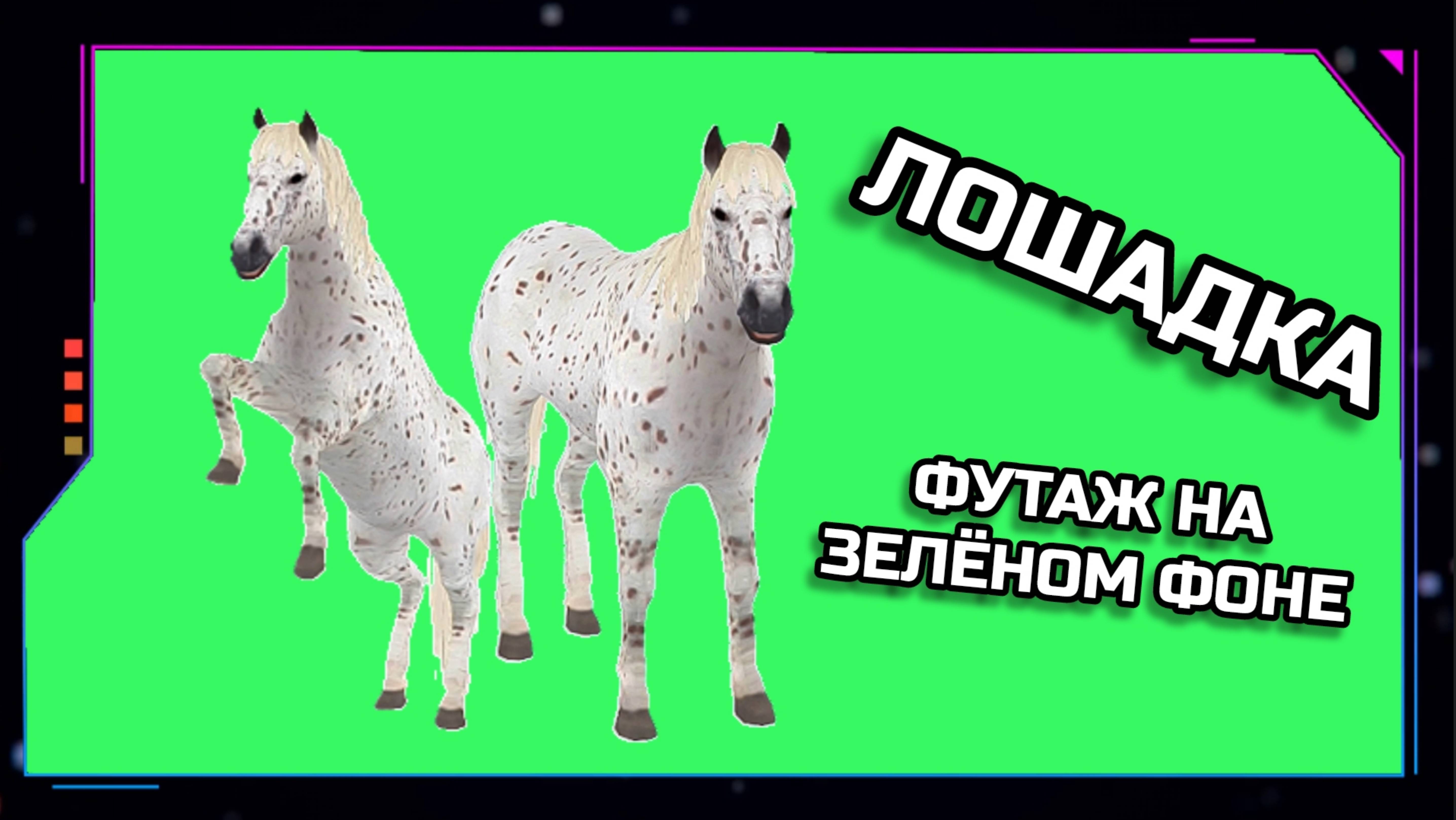 ЛОШАДКА видео Green Screen анимация. ХРОМАКЕЙ ФУТАЖ на зелёном фоне.