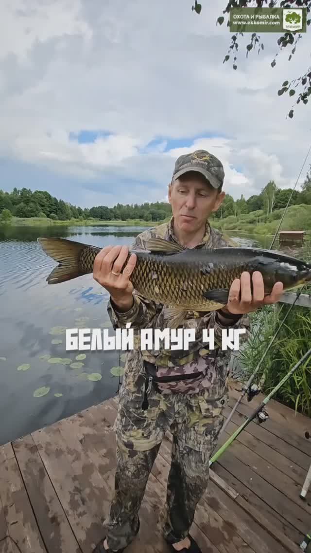 Белый амур 4 кг.